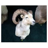 Dall Sheep Ram shoulder trophy mount