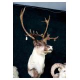 Large Caribou Trophy Mount