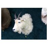Trophy Mountain Goat