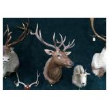 6x5 Trophy Elk Mount