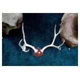 4x4 Mounted Mule Deer rack