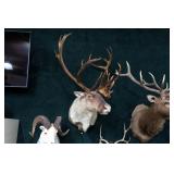 Large Caribou Trophy Mount