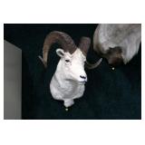 Dall Sheep Ram trophy mount