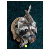 Raccoon looking out of den head mount