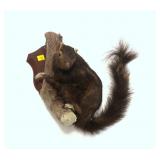 Full black squirrel mount