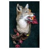 Coyote shoulder mount