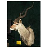 Trophy Kudu bull shoulder mount