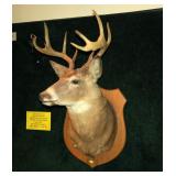 10 point Whitetail trophy shoulder mount