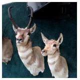 2- Antelope "Prong horn" Trophy mounts,