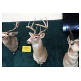 8 Point Whitetail trophy mount