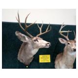 4x4 Mule Deer Trophy Mount,