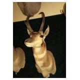 Trophy Antelope "Prong horn