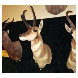 Trophy Antelope "Prong Horn" Mount