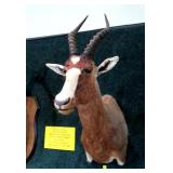 Common Blesbok Trophy mount