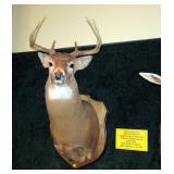 6 Point Whitetail Trophy Mount