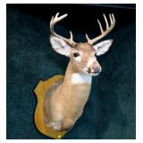 6 Point Whitetail Trophy Mount