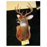 11 Point Whitetail Trophy Mount