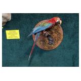 Antique Macaw Parrot Full Mount