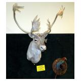 Caribou Trophy Mount