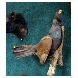Large Capercaillie (auerhahn) Full Mount