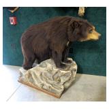 Full Black Bear Mount on faux boulder