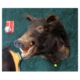 Wild Boar Trophy Mount