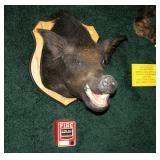 Wild Boar Trophy Mount