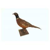 Pheasant Full Mount