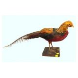 Red Golden Pheasant Full Mount