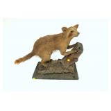 Antique Raccoon Full Mount
