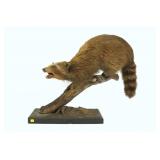 Antique Raccoon Full Mount