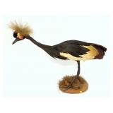 Antique African Crowned Crane mount