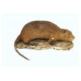Vintage Beaver Mount, 22"