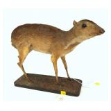 Antique Chevrotains Mouse-Deer full mount