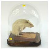 White woodchuck full mount with glass dome