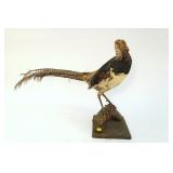 Pheasant Mount