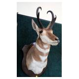Trophy Antelope "Prong Horn" mount