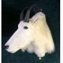 Mountain Goat Trophy Mount,