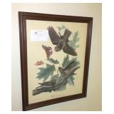 Lot , two 21 x 18" framed Audubon bird prints
