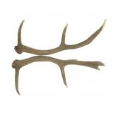 Pair of elk antlers