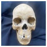 Medical Oddities Auction