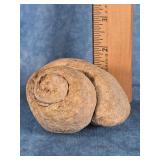 GASTROPOD FOSSIL -FOSSILIZED SEA  SNAIL- STEINKERN