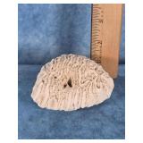 NATURAL WHITE BRAIN CORAL FOSSIL