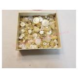 Buttons-Pearl Realistics, Shell, Celluloid, others