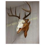 European Deer Mount on Arrow Rack