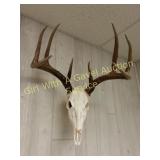 8 point European Deer Antler Mount