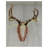 12 point European Deer Antler Mount