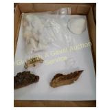 Petrfied Rock, Sea Shells