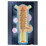 Girard Models Muscle Fiber Educational Model, See Photos for Crack, 24'x12'