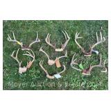 Group of Antlers